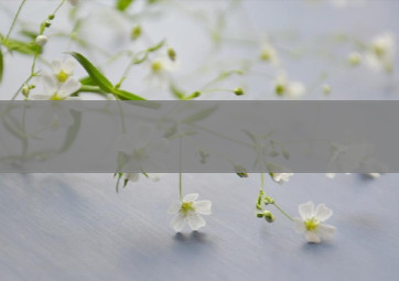 探寻正品红山茶香烟厂家，揭秘高品质烟草的制造奥秘